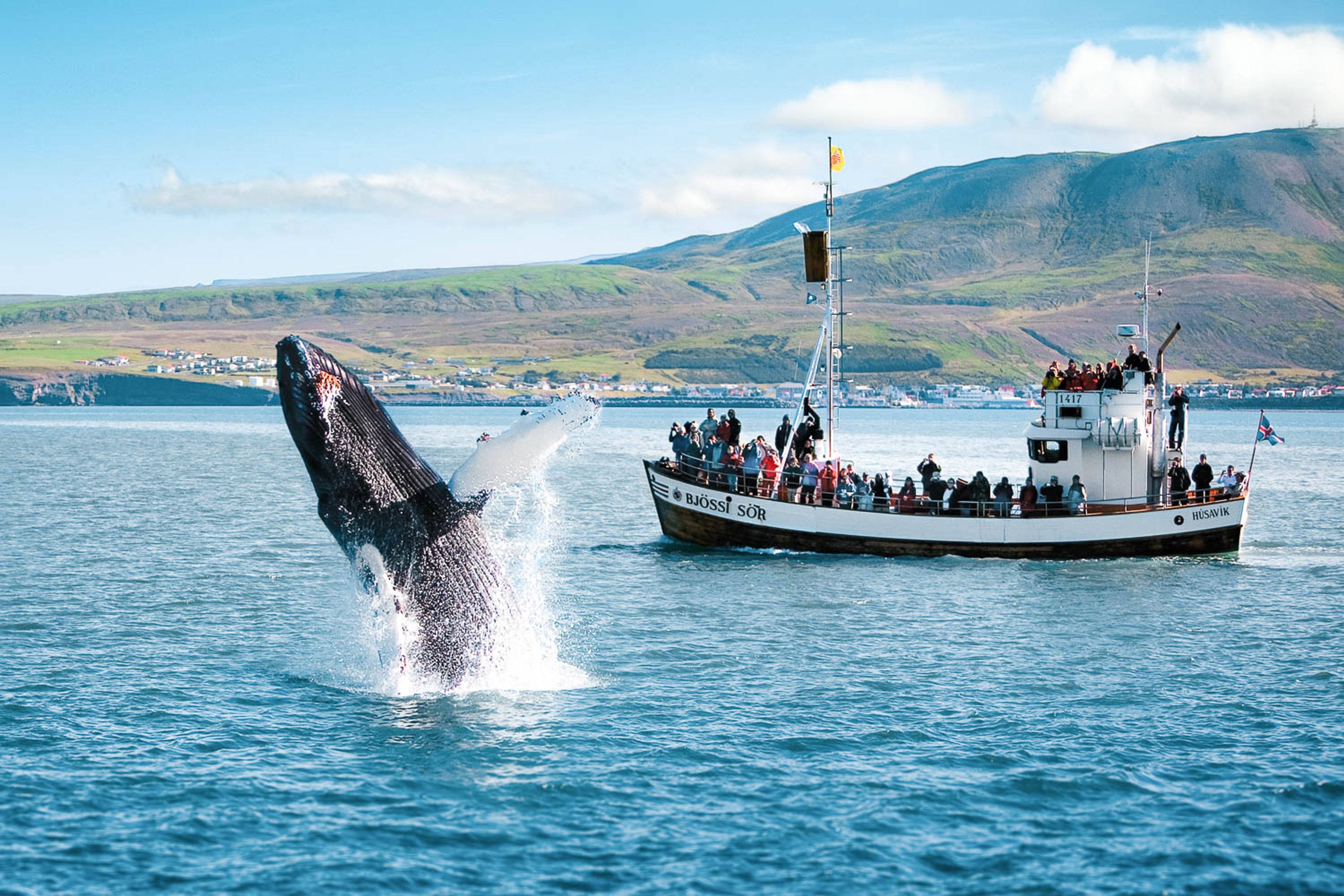 Avistamiento de ballenas en Islandia