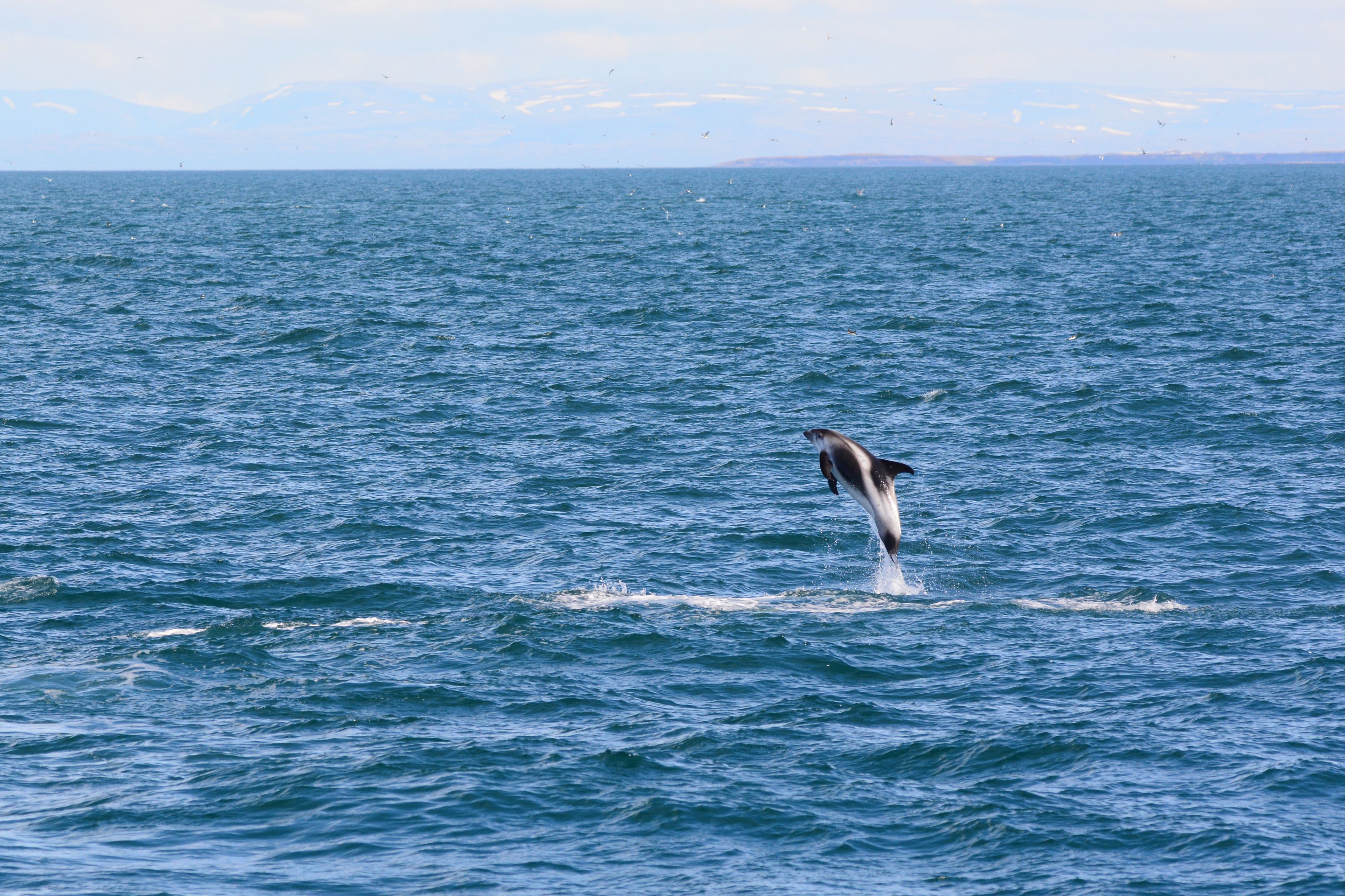 White-beacked dolphin jumping on Icelandic waters