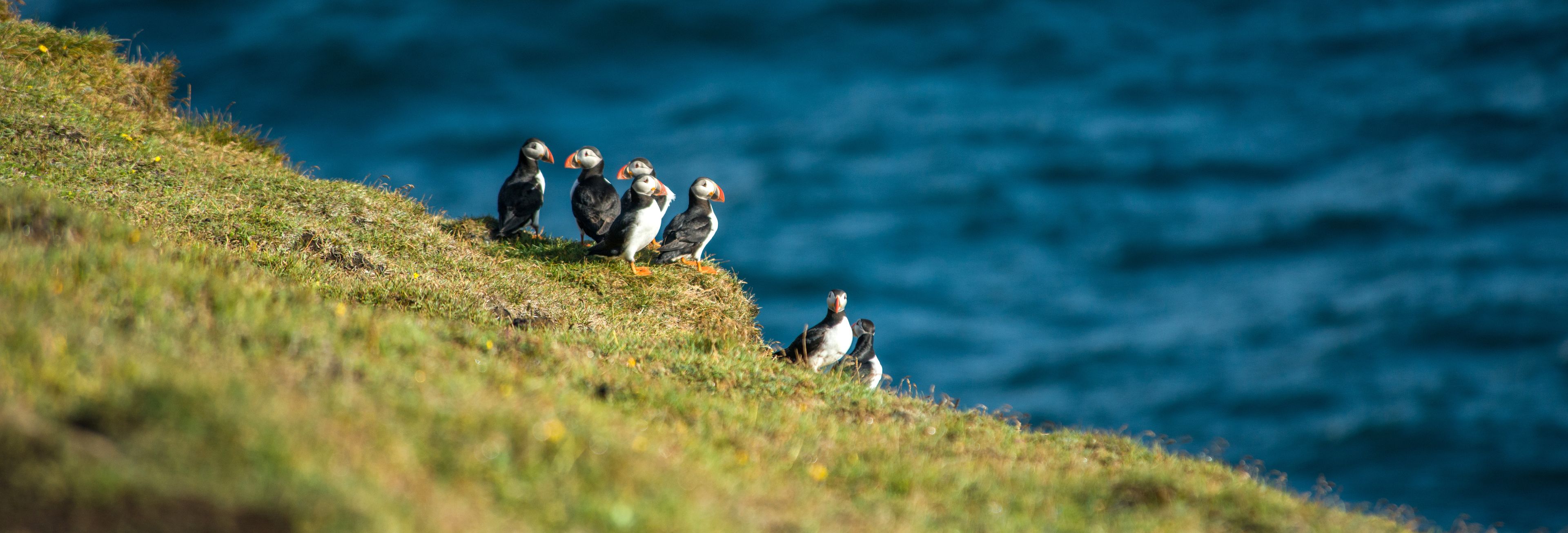 Group of puffins in the Westman Islands