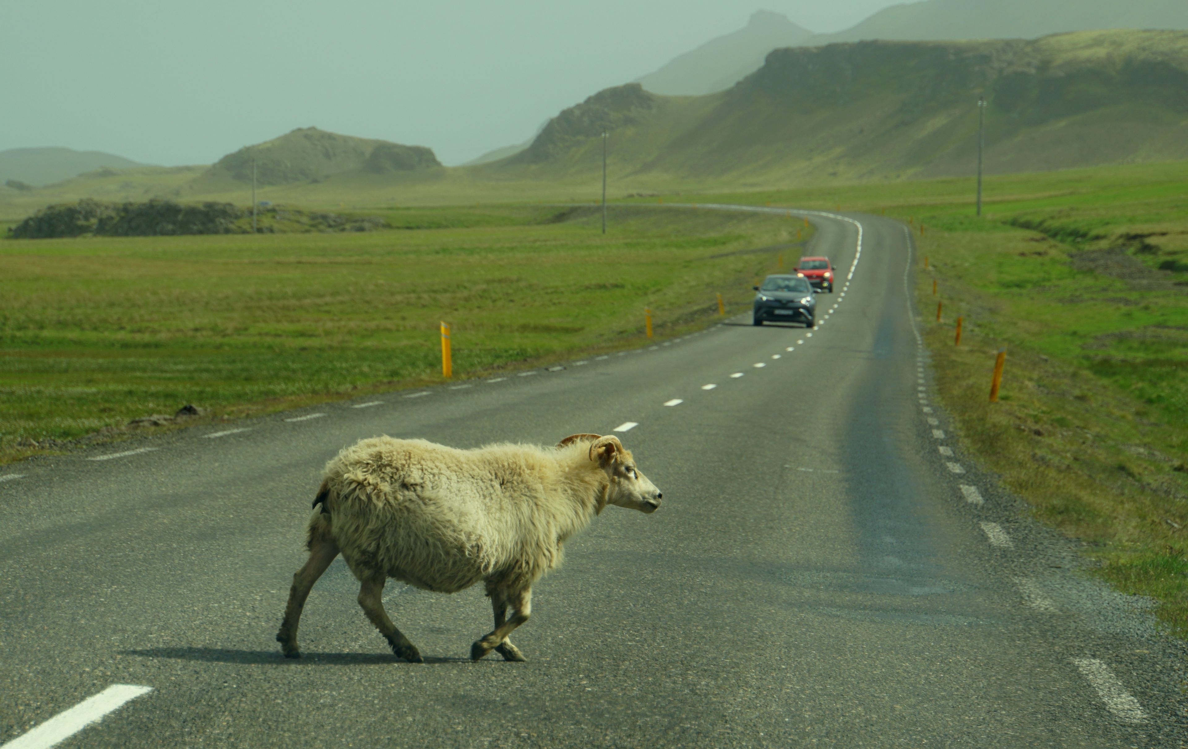 A group of sheep crossing a rural road in the scenic landscapes of Iceland