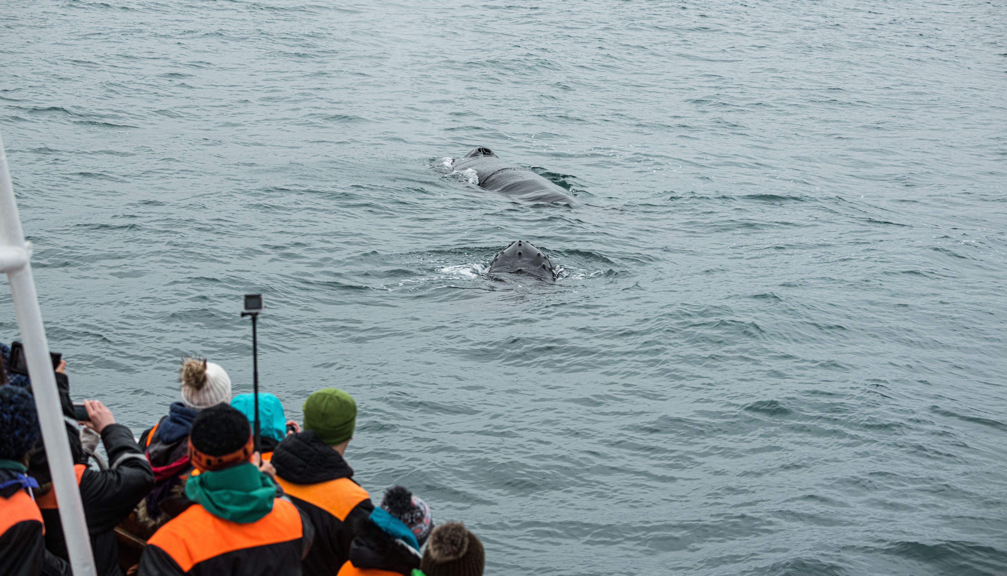 A boat tour departing from Reykjavík harbor for whale watching