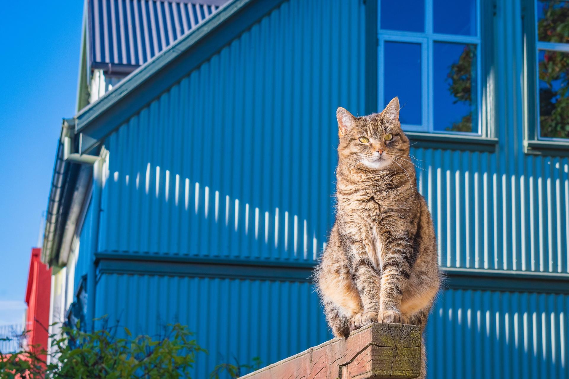 Cat exploring the streets of Reykjavik