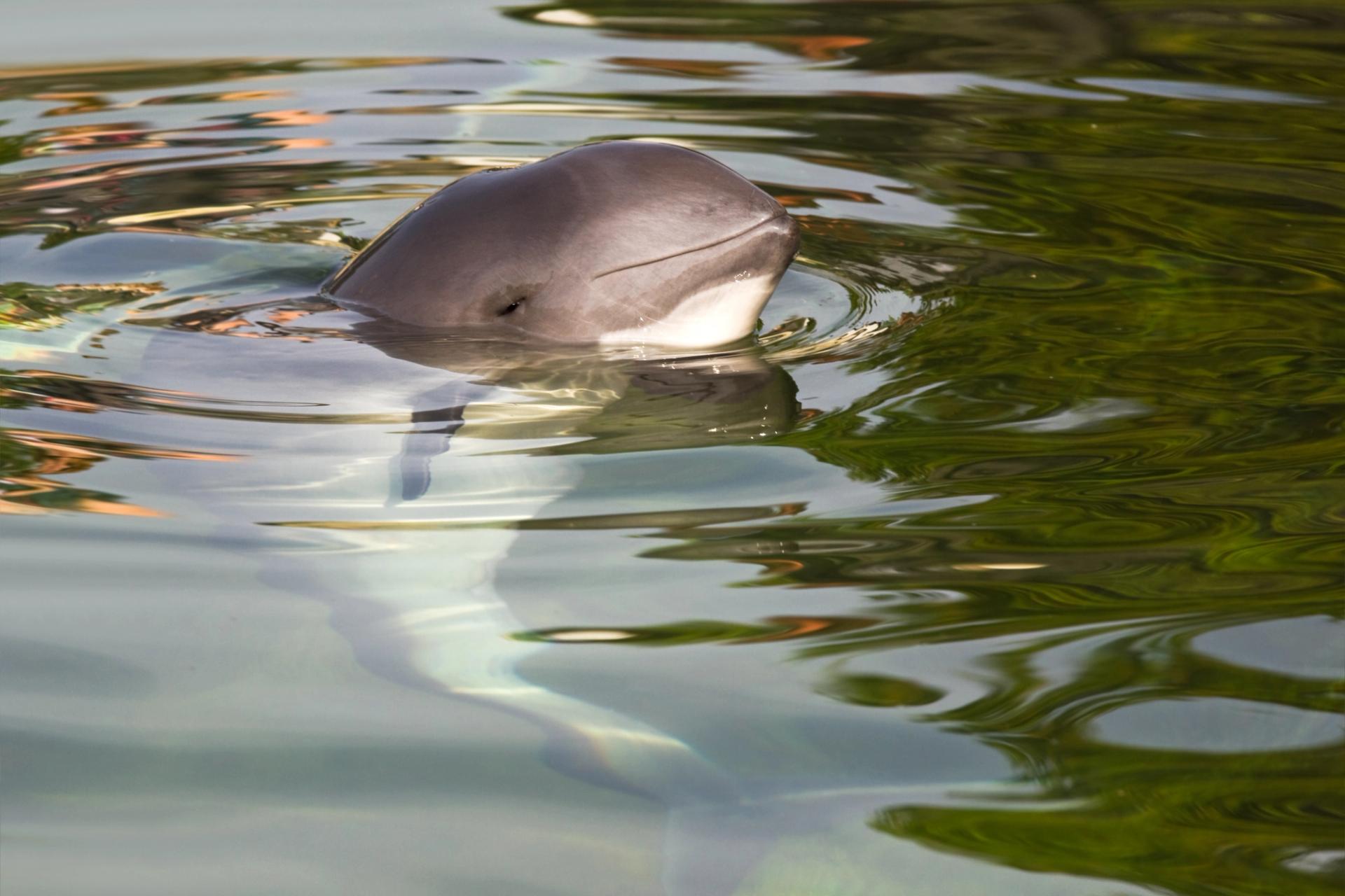 A Common Porpoise is in the ocean, his head out of the water