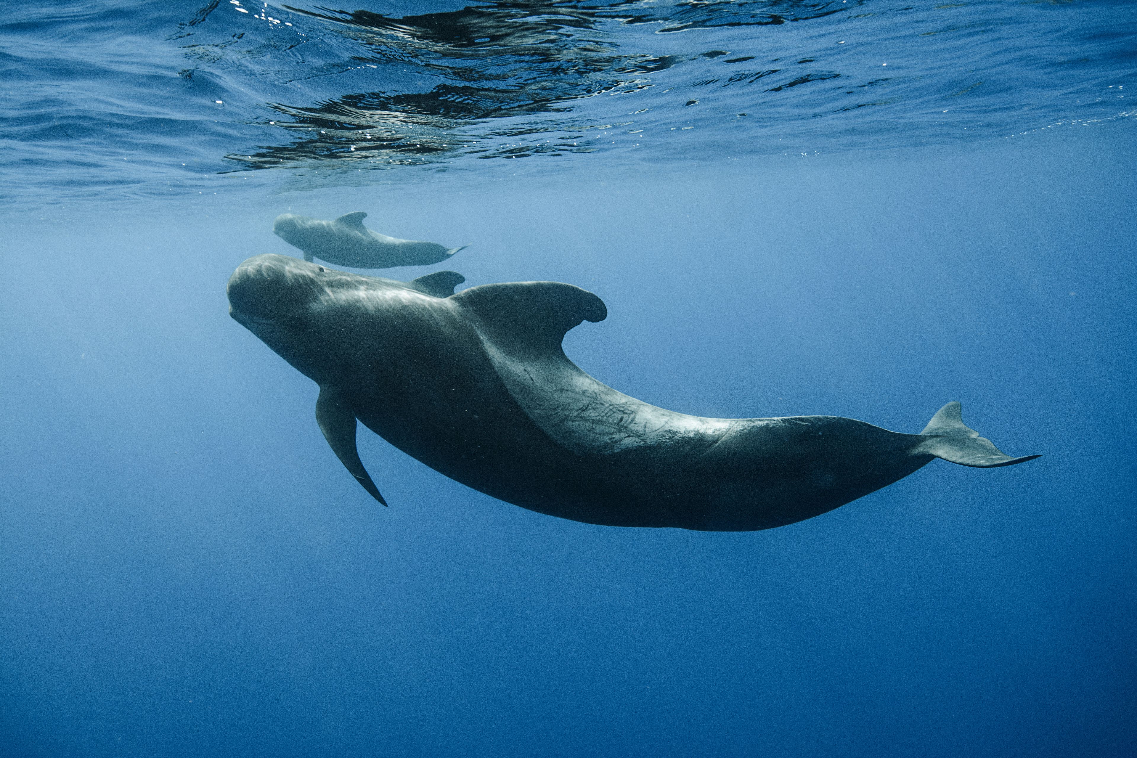 Ballenas piloto debajo del agua