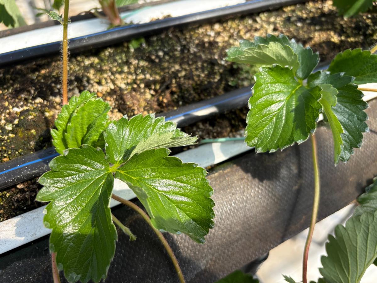 全品種定植完了