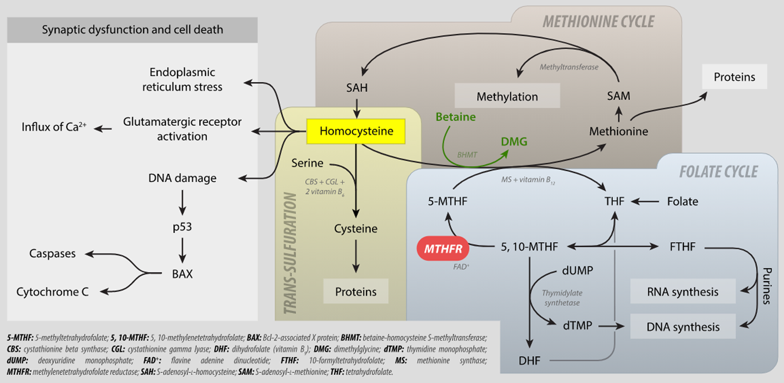 Understanding Methylation