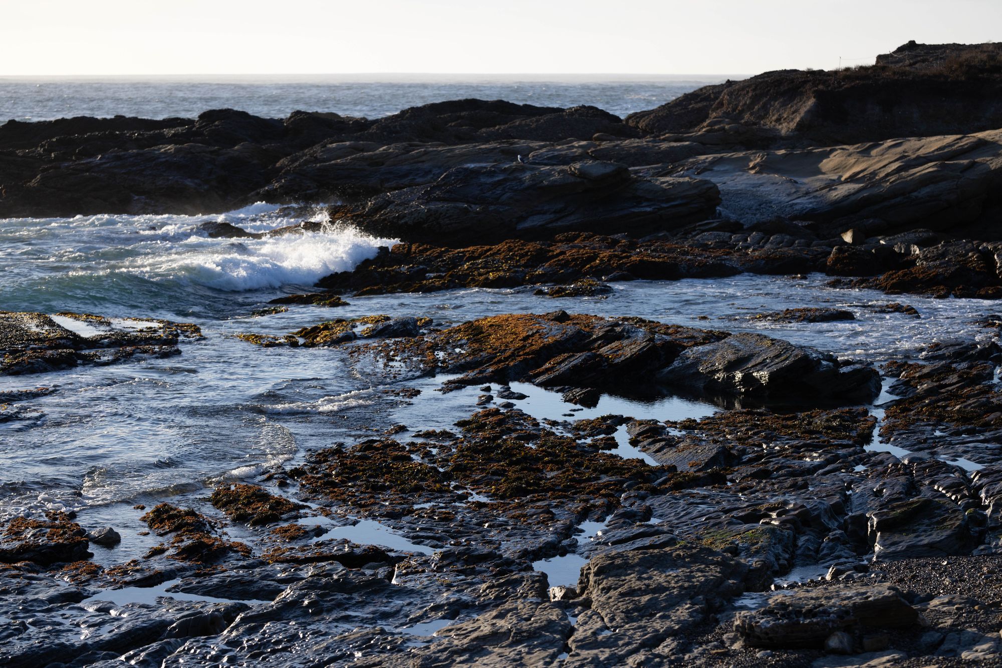 Point Lobos 7