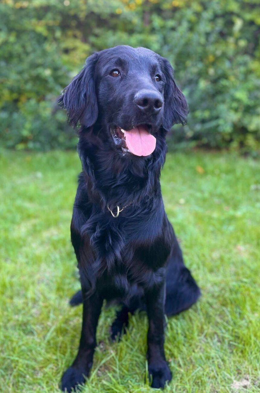 Hunden Ture, profilbild