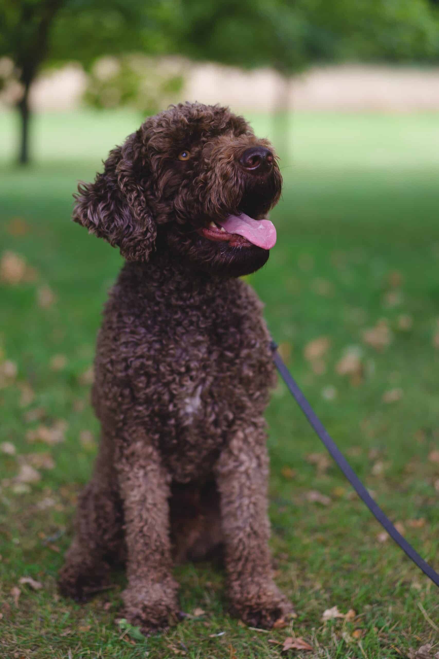 Hunden Affe, profilbild