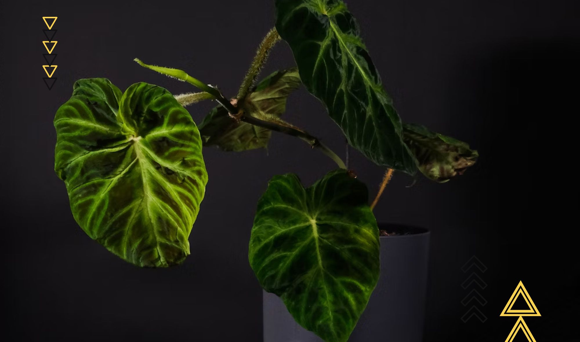 Philodendron Verrucosum: A Complete Care Guide