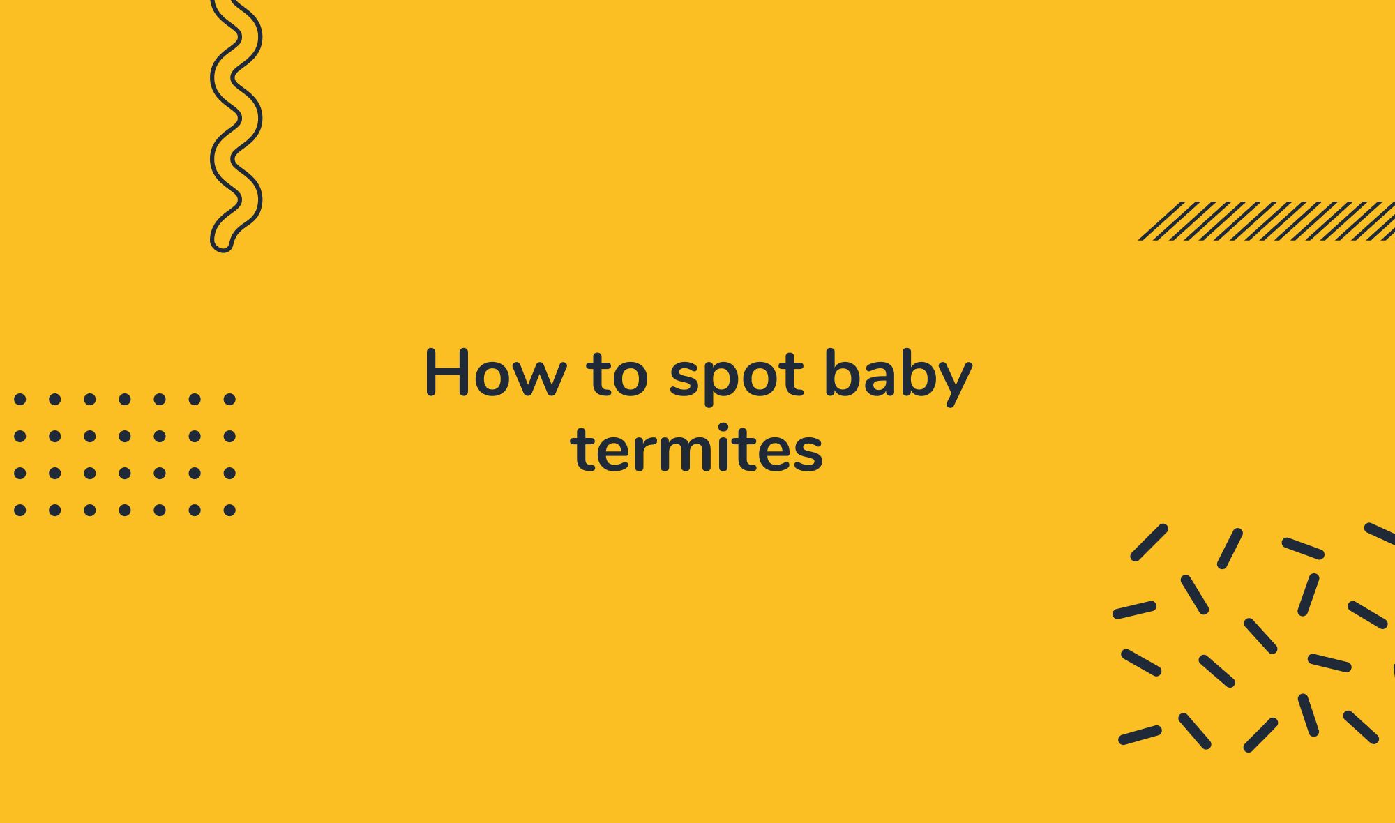 How to spot baby termites