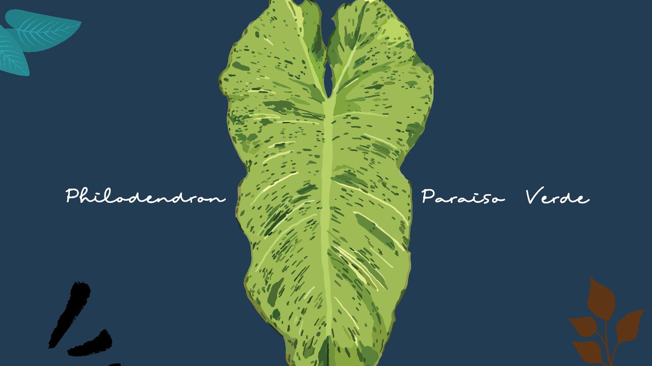 The Philodendron Family Background