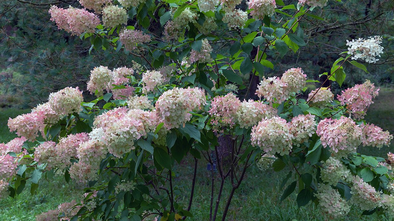how-to-care-for-hydrangea-tree