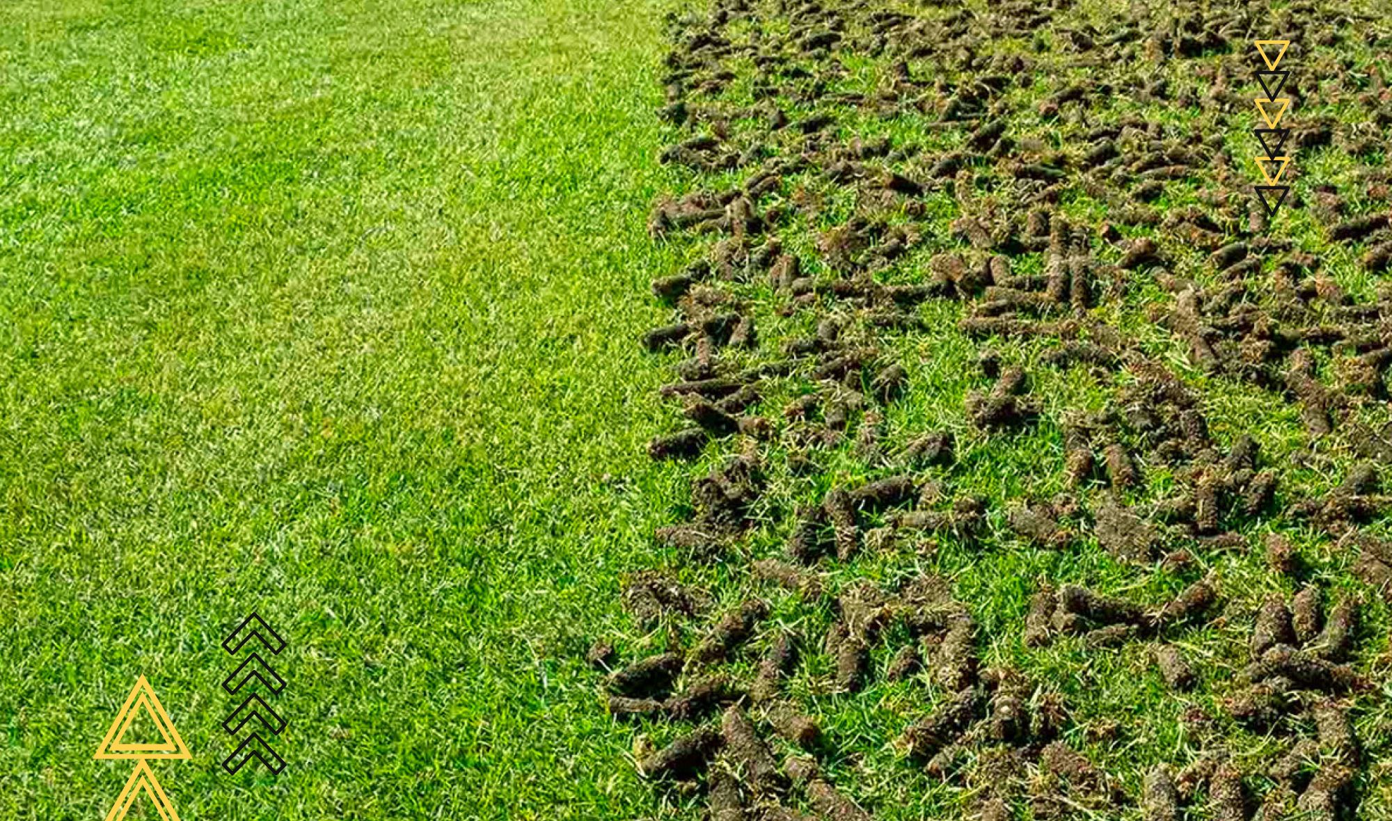 When Should I Aerate My Lawn? Expert Tips and Guidelines