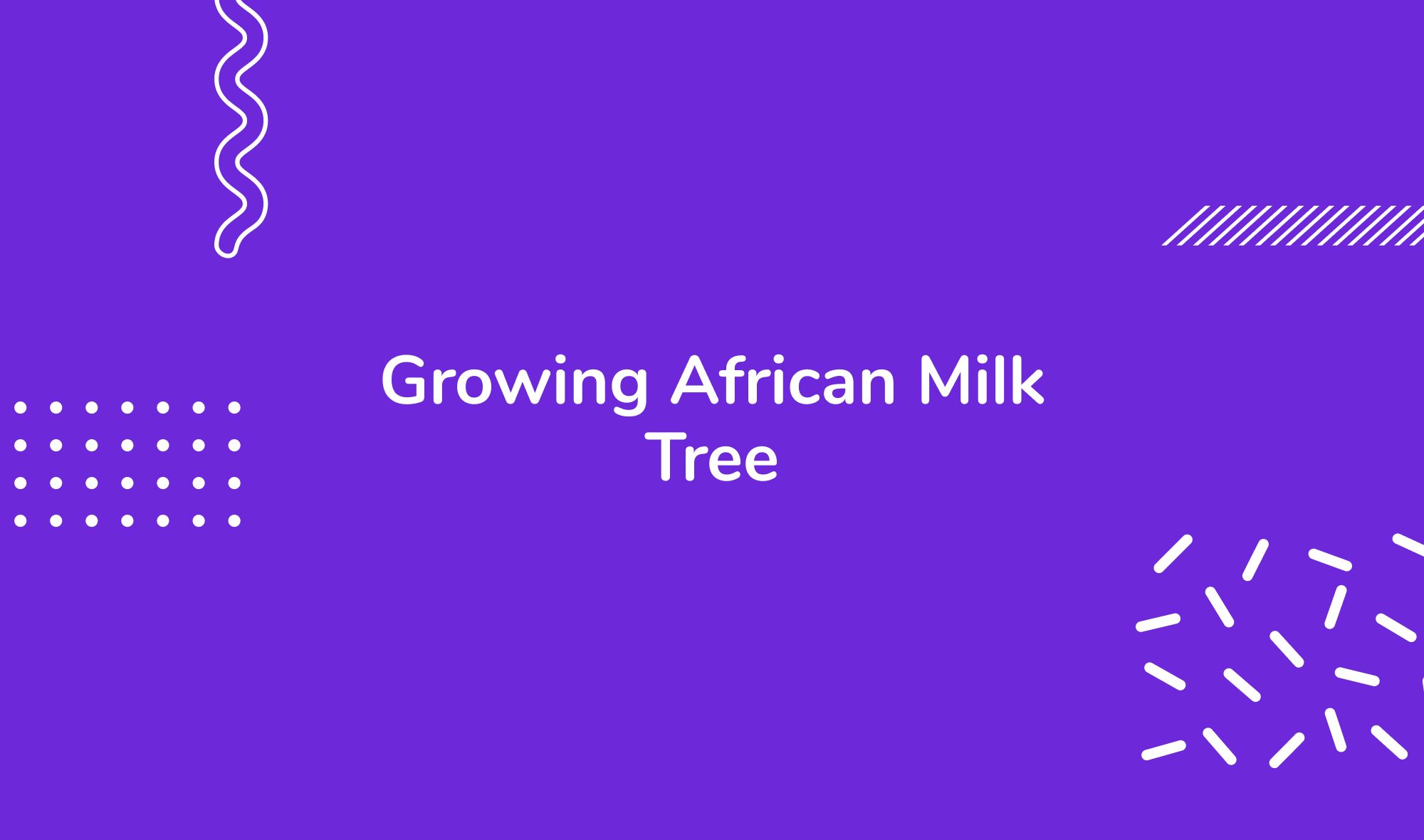 Growing African Milk Tree