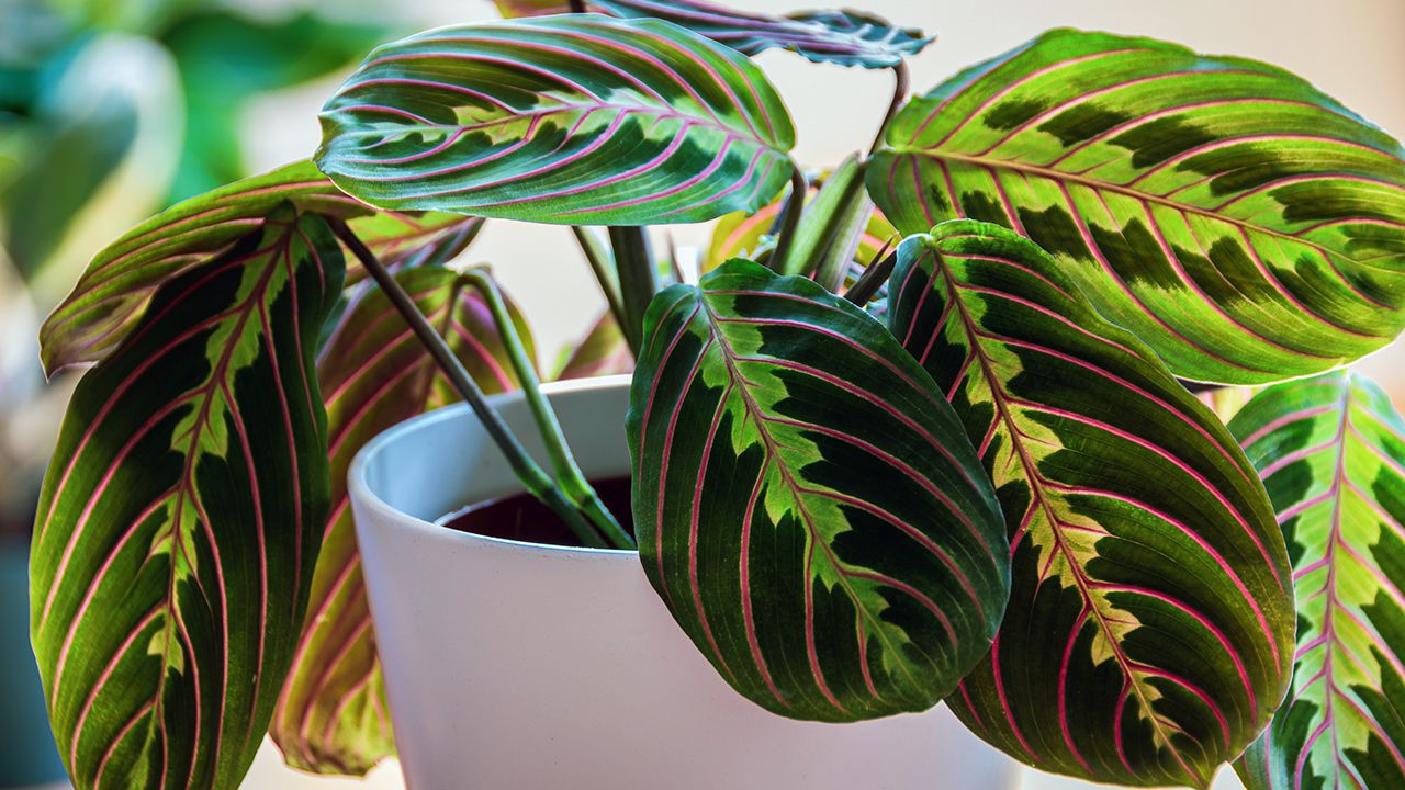 The Ultimate Guide to Prayer Plant Care