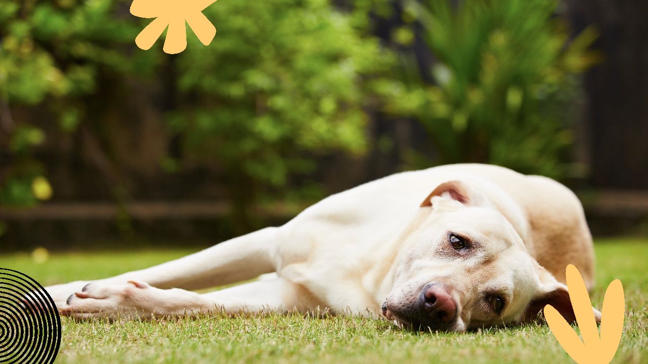 Why Choose the Right Grass Type for Dogs?
