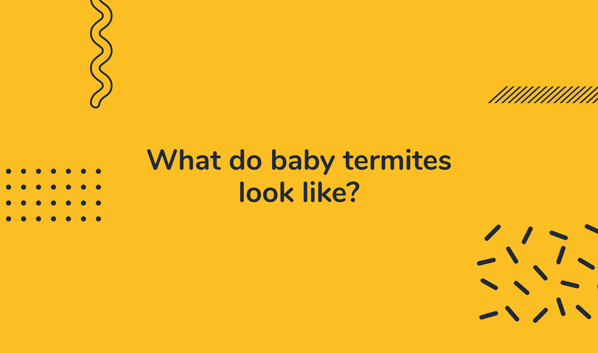 What do baby termites look like?