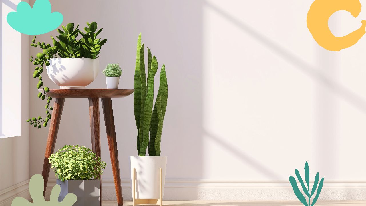 The Intricacies of Indoor Plants and Their Care