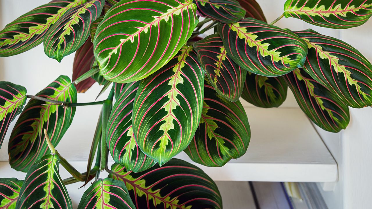 the-ultimate-guide-to-prayer-plant-care