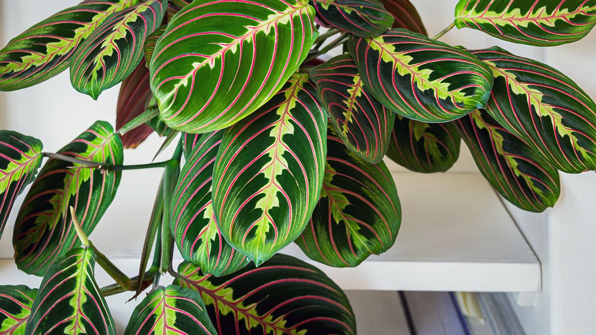 The Ultimate Guide to Prayer Plant Care | HeyHome