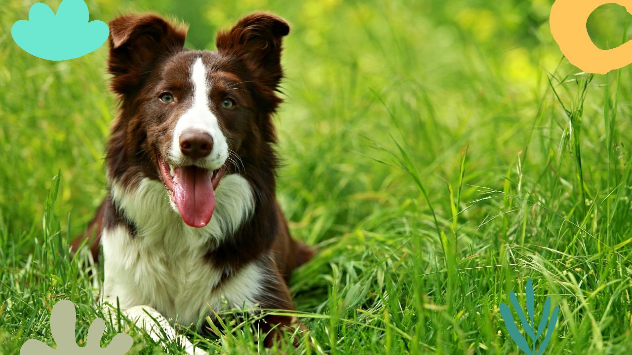 Key Considerations in Choosing Grass for Dogs