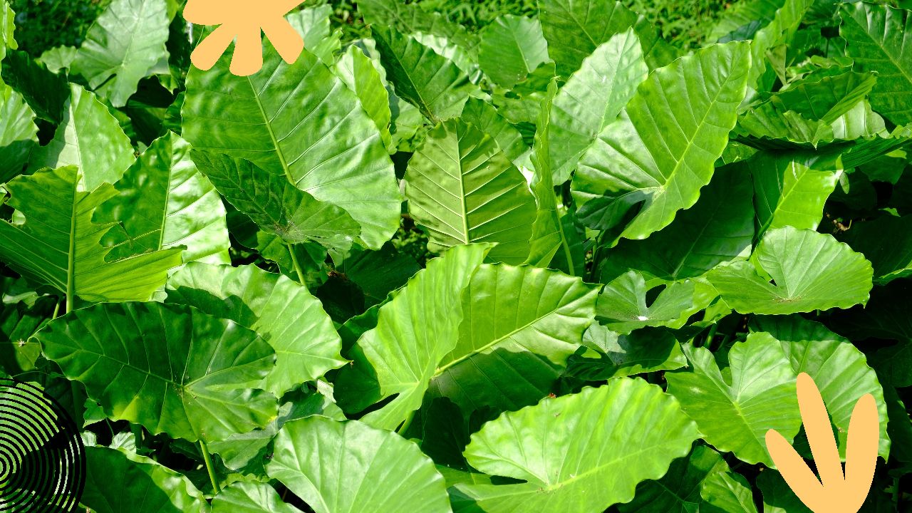 The Mystique of Alocasia Odora Plants