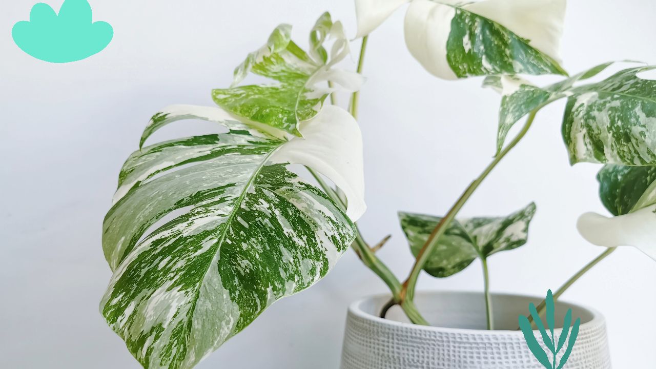 All About Monstera Albo Plant: Growth & Care