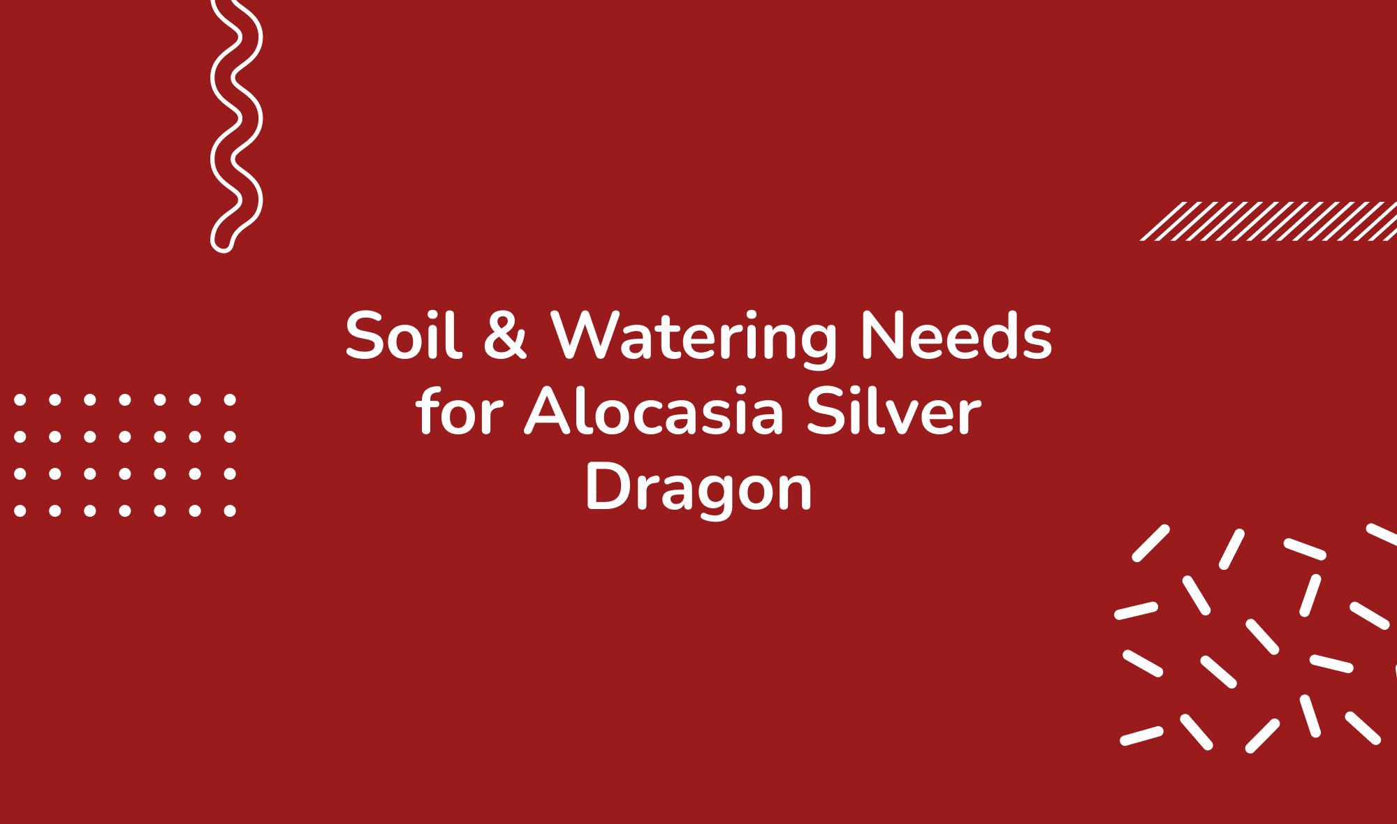 Soil & Watering Needs for Alocasia Silver Dragon