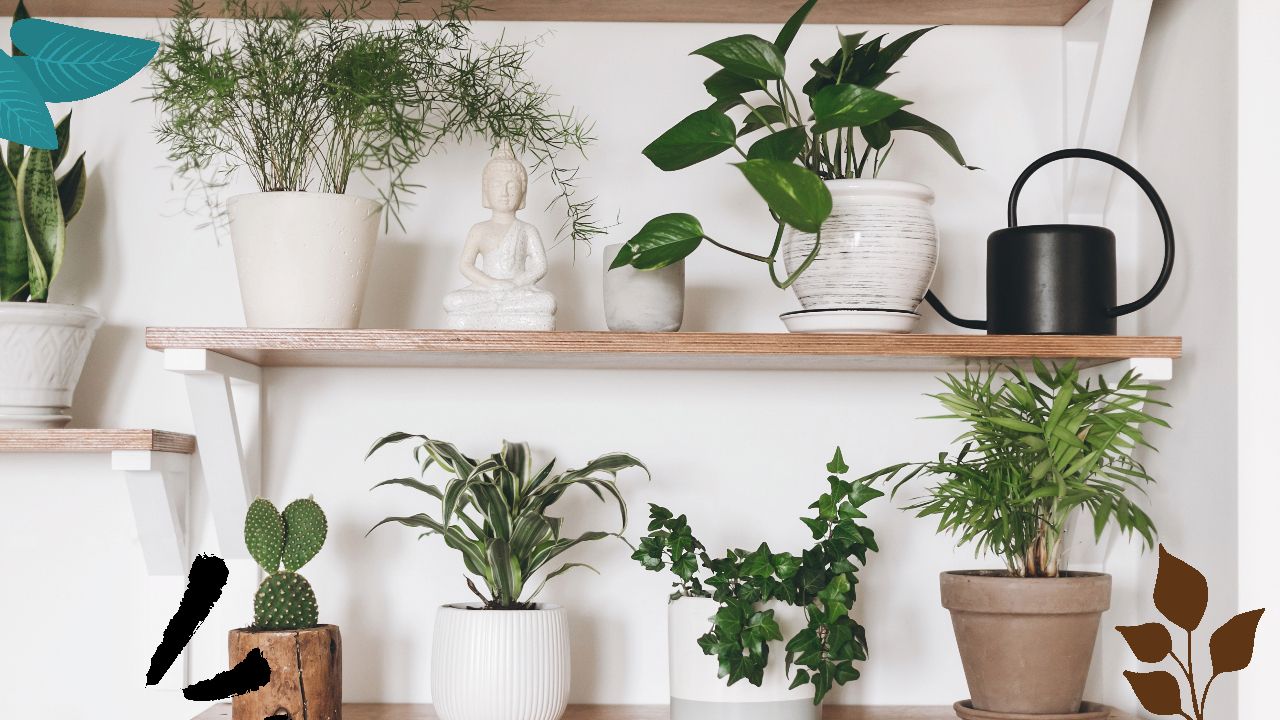 Navigating the Waters of Indoor Plant Care