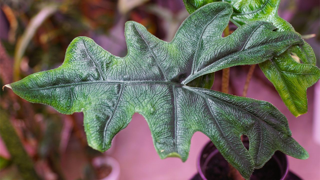 Repotting and Pruning Alocasia Jacklyn