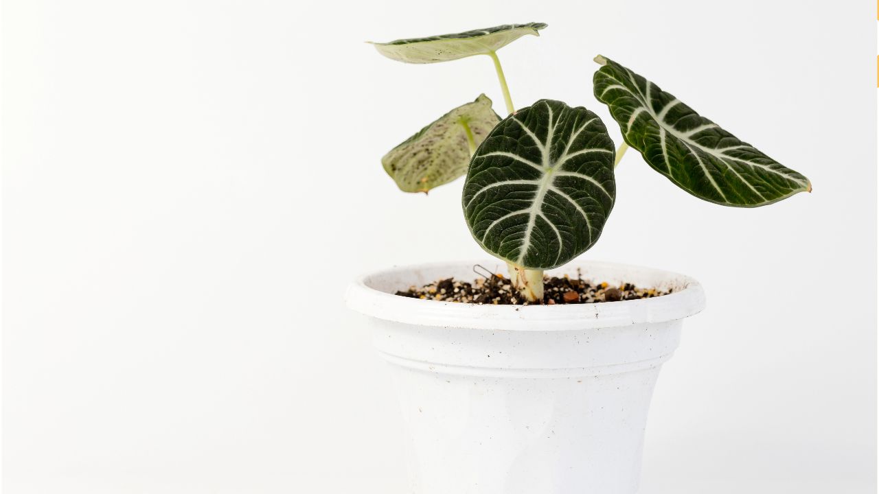 The Magic of Black Velvet: Understanding Alocasia's Charm