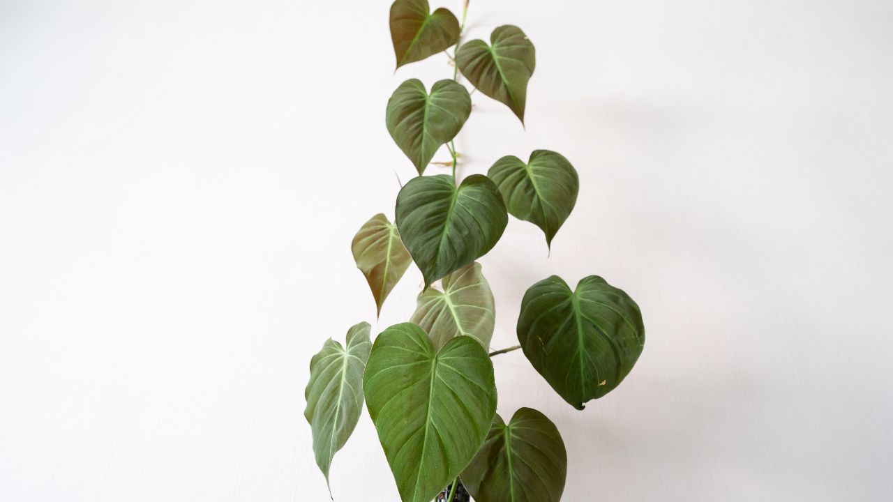 how-to-take-care-of-philodendron-micans
