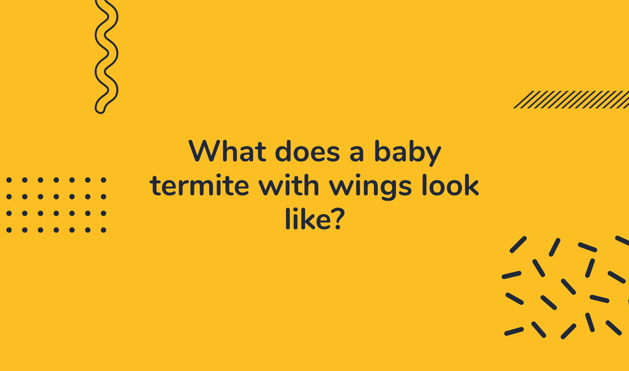What does a baby termite with wings look like?