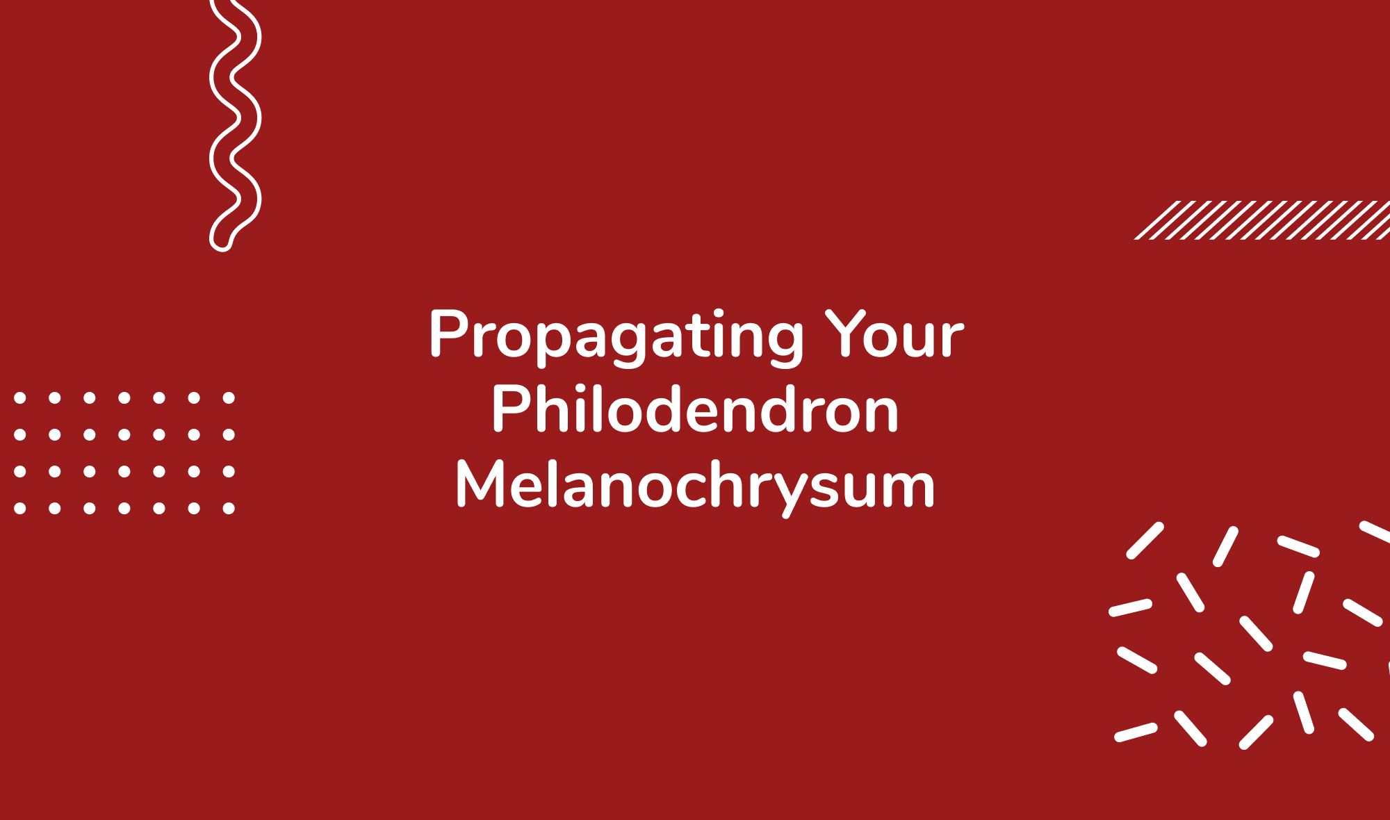 Propagating Your Philodendron Melanochrysum