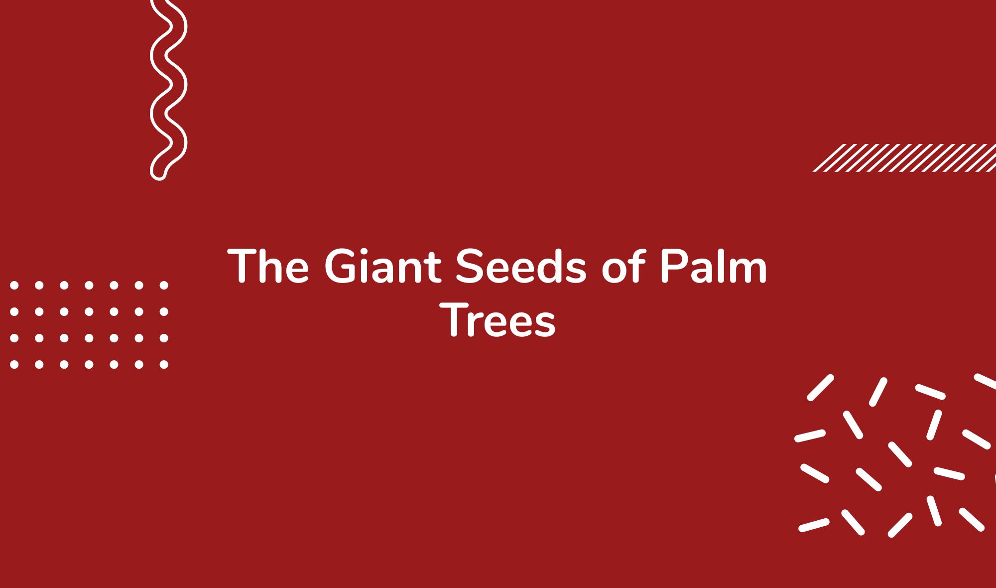 The Giant Seeds of Palm Trees