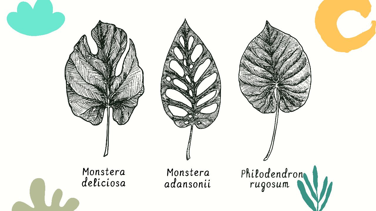 Understanding Philodendron Rugosum Plant Characteristics