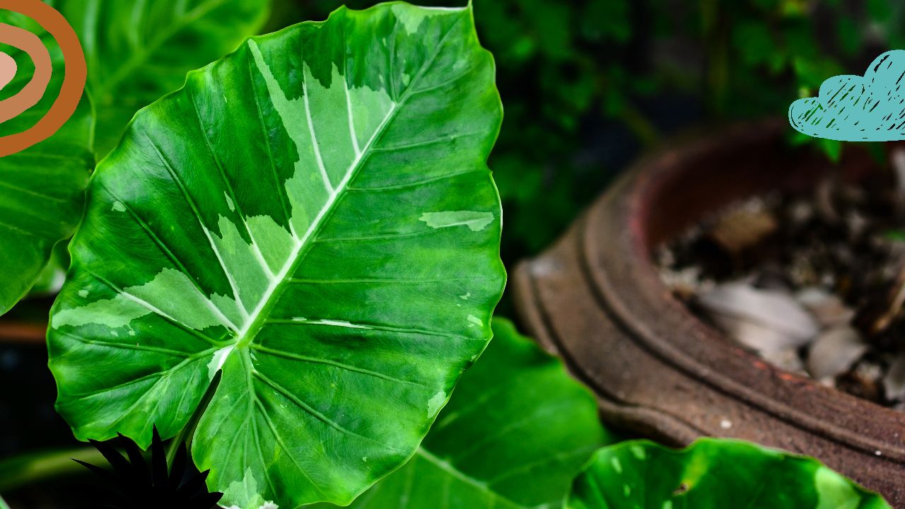 How to Grow Alocasia Odora Plants: Tips from East and Southeast Asia