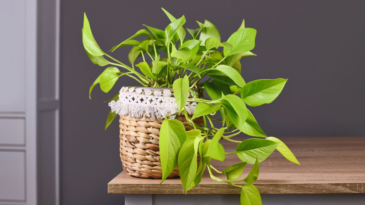 Growing a Thriving Neon Pothos Plant