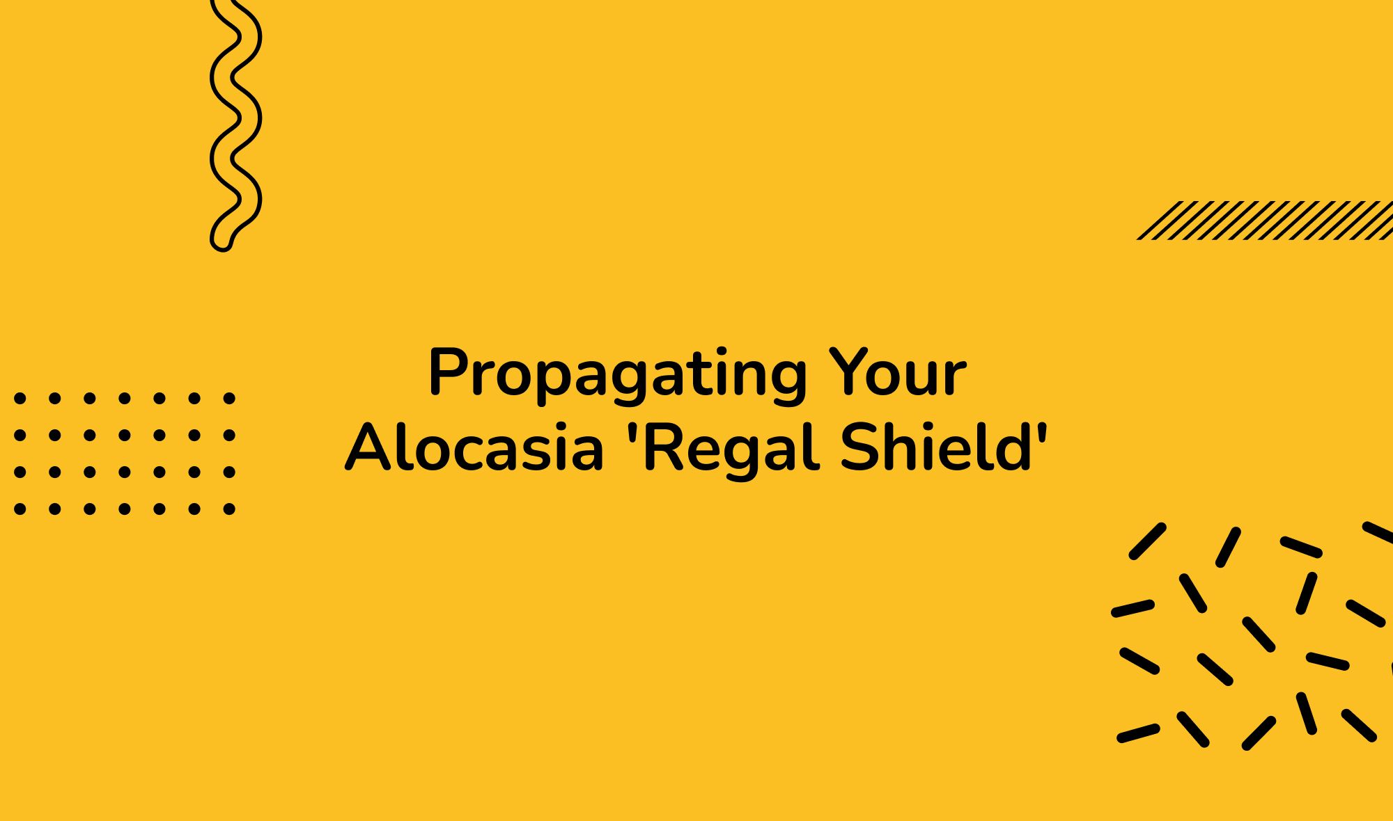 Propagating Your Alocasia 'Regal Shield'