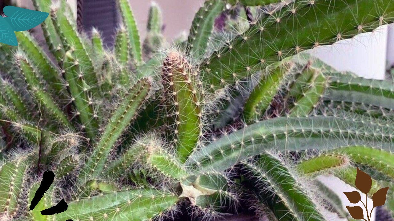 Growing Dog Tail Cactus: From Seed to Plant