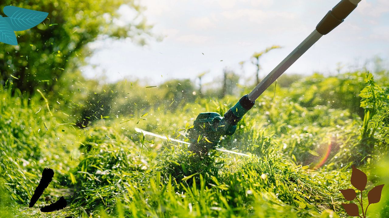 Why Tame the Tall Grass? The Importance of Professional Weedeating