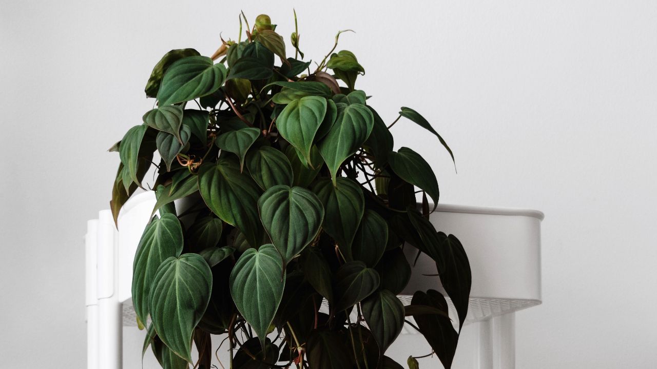Ultimate Guide to Philodendron Micans Care