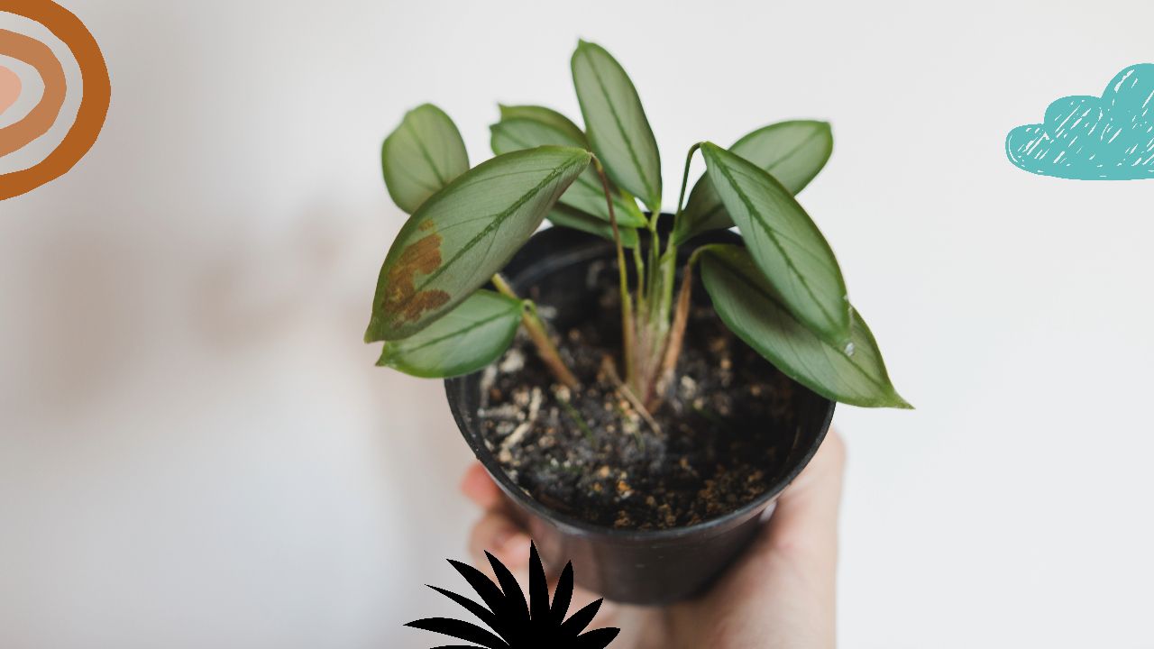 Care and Maintenance: Ensuring a Thriving Plant