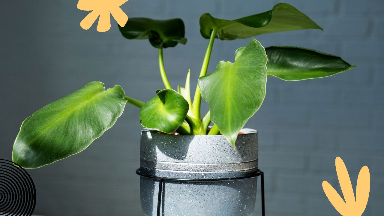 Caring for Philodendron Rugosum: A Complete Guide