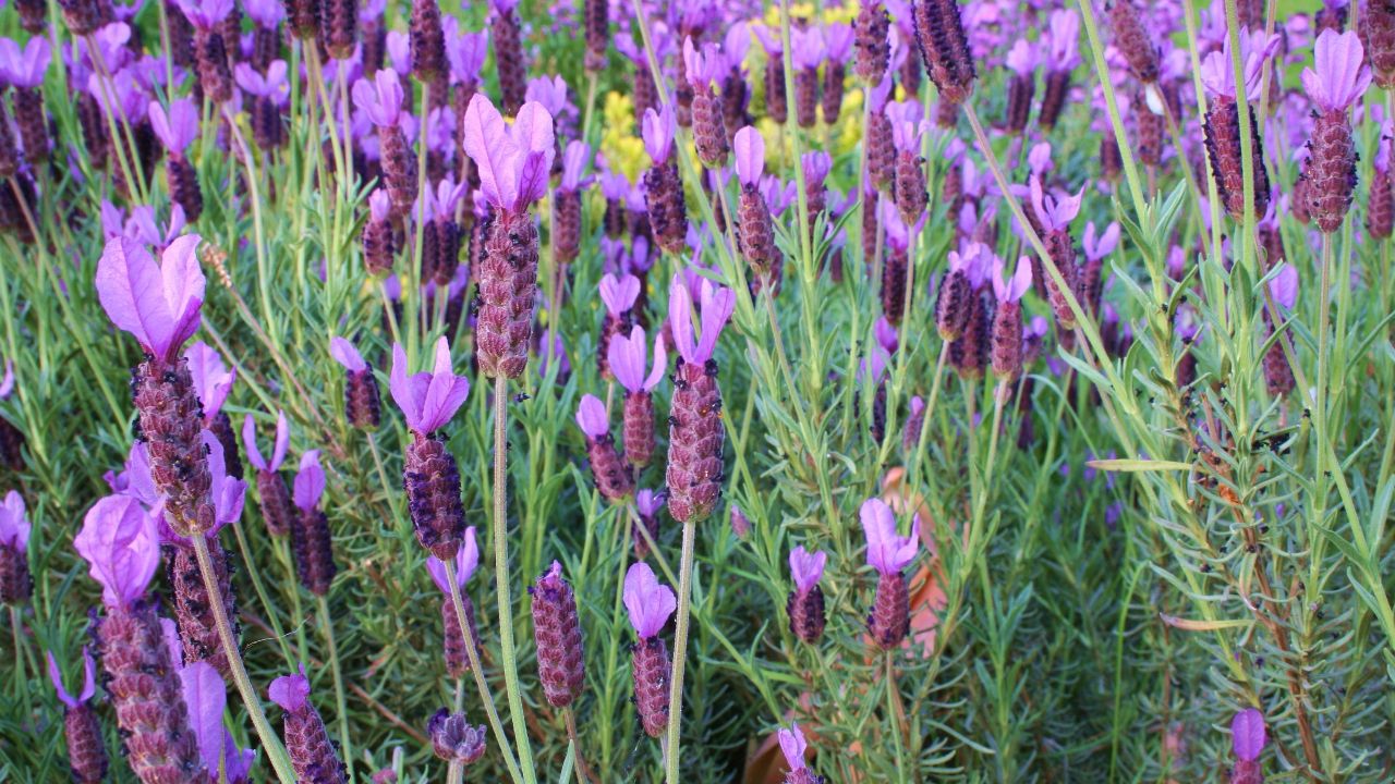 how-to-take-care-of-spanish-lavender