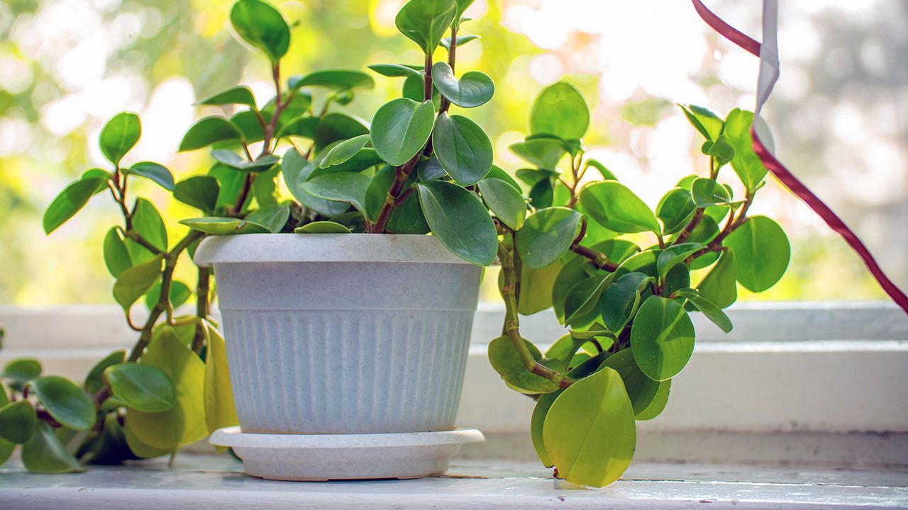 peperomia-the-ultimate-care-guide