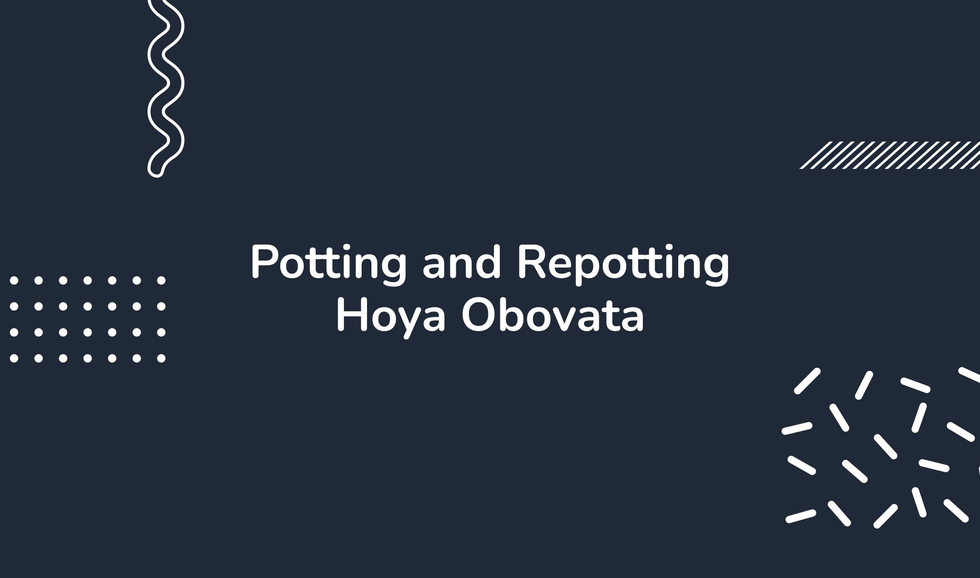 Potting and Repotting Hoya Obovata