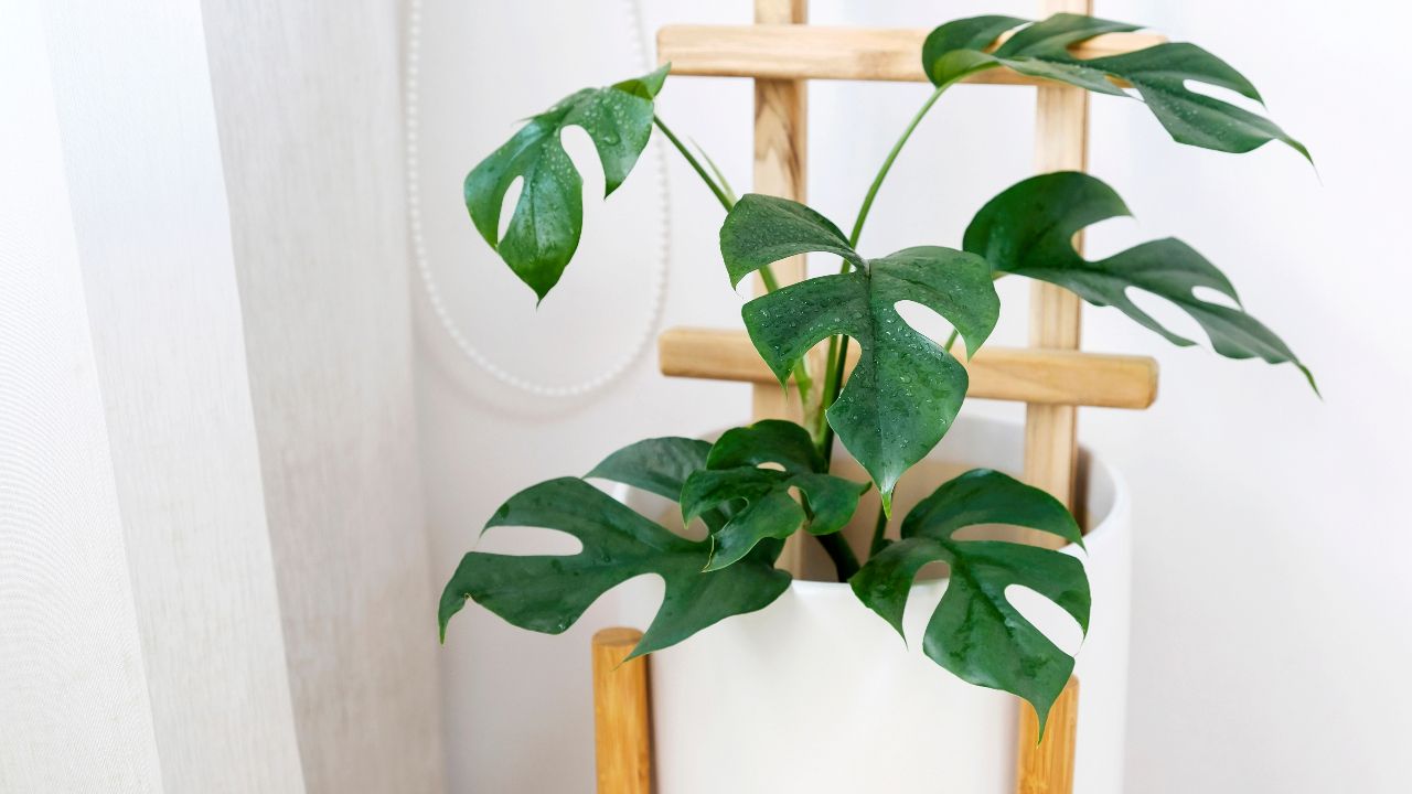 The Ultimate Guide to Mini Monstera Care