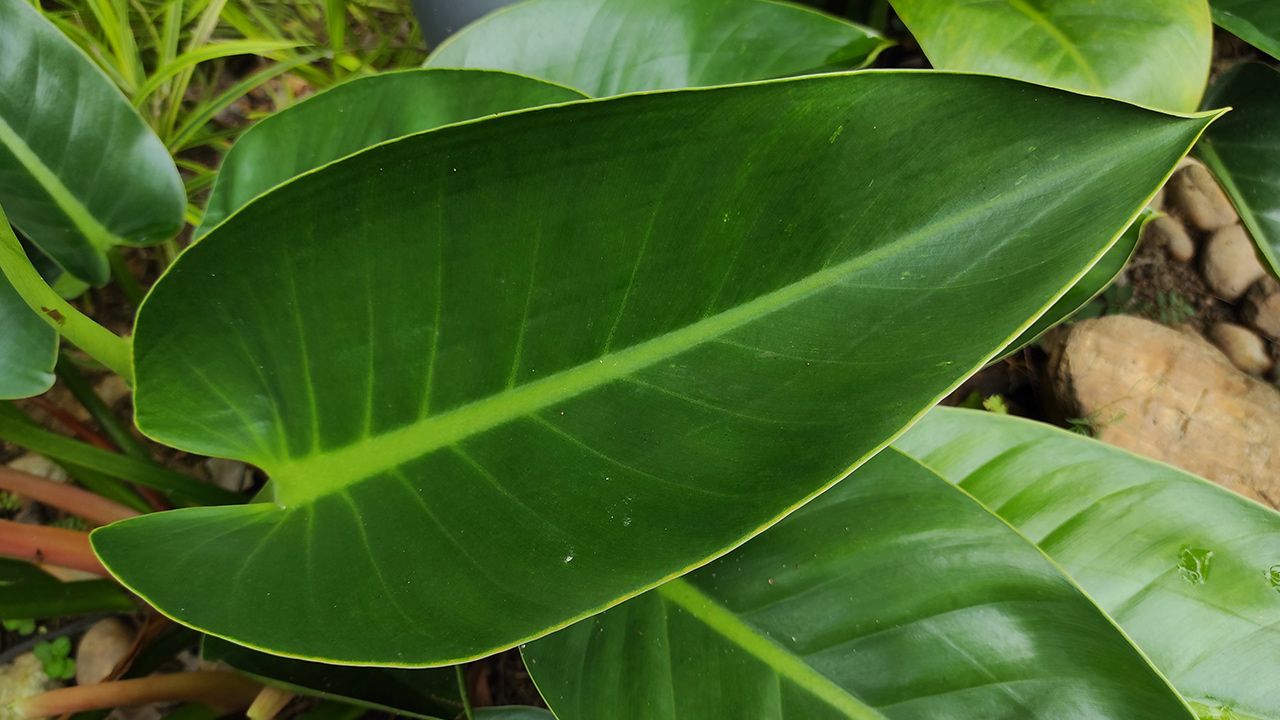 how-to-take-care-of-philodendron-erubescens